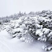 Hu hu ha nasza zima zła... ale piękna nie sądzicie? Drzewa i krzewy pokryte śniegiem wyglądają nieziemsko❤ #zimowasceneria #zimawgórach #Karkonosze #krajobrazgórski #zimanadchodzi #górywsercu #górskie #naszepolskiegóry #naszlaku #karkonoszewsercunosze #sudety #mojesercebijewgorach #rzucwszystkoichodzwgory #goroholicy #sniegwgorach #śnieżka #domśląski
